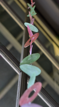 Load image into Gallery viewer, Capiz Shell Strands in Pinks and Greens 72 Inches Bougainvillea displayed in a close-up view emphasizing the unique shapes and colors of the capiz shells, suitable for home decoration.
